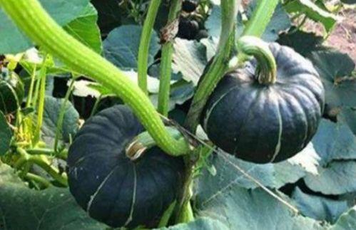 吃茄瓜的网红是谁啊图片,美味瞬间引爆网络